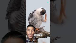 Peregrine falcon attack 🕊️ amazingfacts birds factsinhindi interestingfacts knowledge [upl. by Walton]