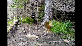 The Dam Cam  Wildlife in the Hills of Upstate New York  AugSept [upl. by Kirat]