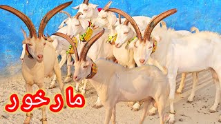 New Video 19 November 2024 Markhor Crass Breed goat Farming business in Pakistan Bakra Mandi [upl. by Bornstein]