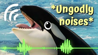 I Tried Listening To Orcas Online quotFor Sciencequot [upl. by Yellehs597]