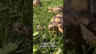 Tortoises on the move reptiles pets fyp shorts reels turtle tortoise food eating [upl. by Orvie]