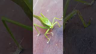 Visita de un Saltamontes Hoja Gigante 🦗 Stilpnochlora Couloniana en la terraza de la casa [upl. by Settera]