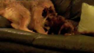 Rocky the Otterhound Otterhounds and cats [upl. by Megargee]