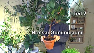 Gummibaum Teil 2 Schneiden und Potential erkennen für einen neuen Bonsai [upl. by Ahsircal]