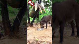 Build Wild boar Trap Using Big Sharp wood wildboar wildpig pigtrap wildboartrap pig trap [upl. by June]