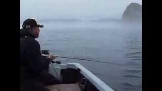 FLYFISHING FOR BLACK ROCKFISH 1 [upl. by Farnham]