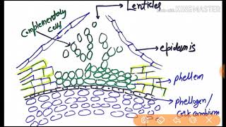 phellem phellogen or phellodermperiderm creation or extra stealer secondary growth in hindi [upl. by Haelak]