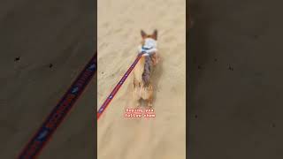 corgi dog running puppy reels shorts shortvideo fyp cat corgilife trending [upl. by Lalitta]