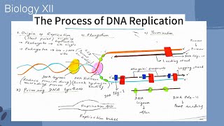 Biology XII  Process of DNA Replication [upl. by Adlemy]