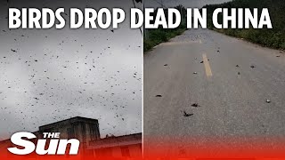 Birds drop dead out of the sky suddenly in China like a horror movie [upl. by Elram]