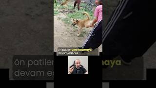 Kavgayı Ayırırken Bana Dönerse köpekbakımı köpekadam çağrıaracı köpek köpekkavgası kavgaayırma [upl. by Hobard650]