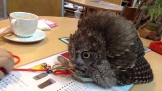 フクロウのクウちゃん、威嚇？  A Screech Owl being scared of an owl puppet [upl. by Anohs]