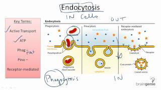 225 Endocytosis [upl. by Novak]