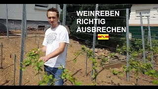 Arbeiten an der Weinrebe 03  Ausbrechen [upl. by Laemaj816]