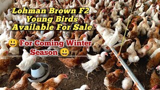 Lohman Brown F2 Breed  Chickens For Sale  Hens For Sale  Poultry Farming  Layer Farming [upl. by Ahsinad]