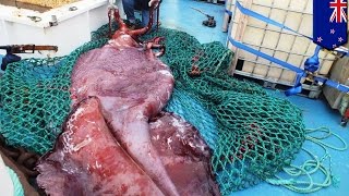 Kraken found Giant colossal squid dissected by New Zealand scientists at Te Papa museum [upl. by Anileba]