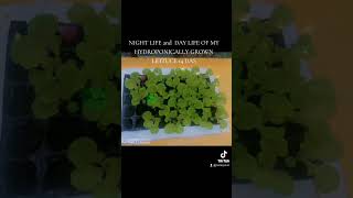 checkout my Hydroponically grown lettuce kratkymethod garden lettucegrow waterlettuce gardening [upl. by Hellene650]