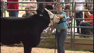 Jr Beef Cattle Show  2013 Williamson County Fair [upl. by Reivazx]