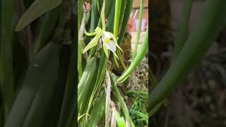 Epidendrum parkinsoniaum Як старіють квіточки [upl. by Sukramaj30]