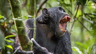 Chimpanzee attack in Zoo Chimps fight [upl. by Lidda]