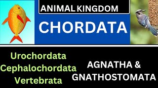 CHORDATA AGNATHAGNATHOSTOMATAUROCHORDATACEPHALOCHORDATA VERTEBRATATGT SCIENCELTRNCERT [upl. by Adil]