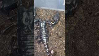 Peggy the 7 legged female shorts hobby breeder smallbusiness scorpion cutepets [upl. by Carmelina]