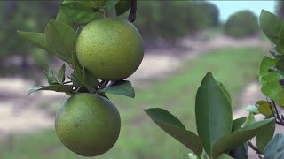 Deadly pest and disease threaten Californias citrus trees [upl. by Ytteb294]