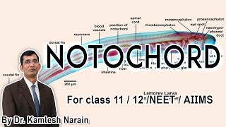 Notochord FOR class 11 12 NEET  AIIMS By DR KAMLESH NARAIN [upl. by Eizdnil836]