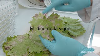 CONIPHY  Mildiou de la vigne [upl. by Jeb]