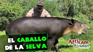 ¡El enigmático caballo de la selva El tapir centroamericano en vivo desde Africam Safari [upl. by Elie253]