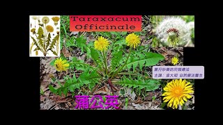 《靈丹妙藥的同類療法》 EP259  蒲公英 Taraxacum Officinale [upl. by Ottie366]