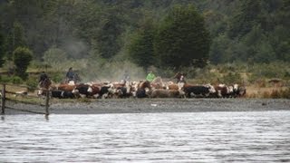 Arreo de vacunos en Agroturismo Estancia Mercedes [upl. by Beverle]