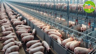 Why and How do Chinese Millionaire Farmers can raise pigs in multistory buildings HighTechPigfarm [upl. by Ibrik50]