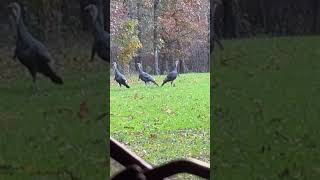 GOBBLERS  turkeyhuntdeerhunting automobile huntingseason duckhuntingdeerfoodplots hunting [upl. by Attelrac]