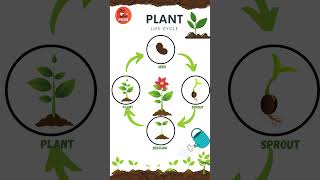 Life Cycle of a Plant  Learn Plant Life cycle  Educational Video kids plants flowers [upl. by Cullin]