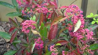 Brandywine Viburnum [upl. by Ranilopa799]