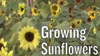 Sunflowers Facts [upl. by Aicsila]