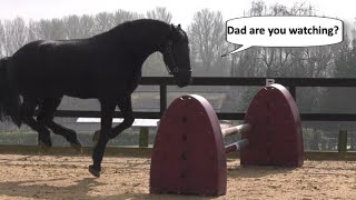 Friesian horses can jump Apollo is enthusiastic and jumps by himself Clever Boy 👏 [upl. by Janine]