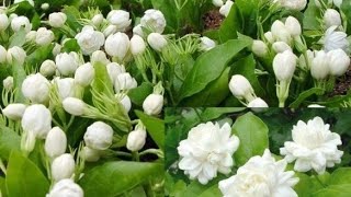 Motia  Mogra bloom All About its care and Fertilizer Tips Summer plant [upl. by Kiri]