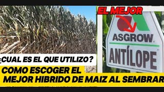 ¿Cuál es el mejor hibrido de maiz que hay y como lo debemos de escoger🌽🌽 [upl. by Berny]