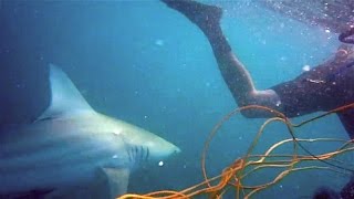 Shark attack spearfishing off Naples Florida [upl. by Moreen654]