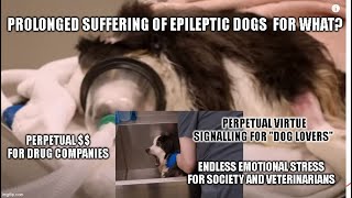 Dog had a seizure Side Effects Barking Dog Culture self inflicted suffering for profit [upl. by Pember549]