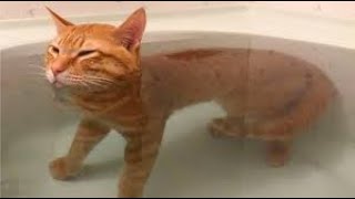 Funny Cat memes compilation pt2 [upl. by Sutherlan]