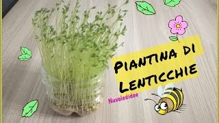 Tutorial Piantina di Lenticchie Super Economica e facile da realizzare [upl. by Leciram]