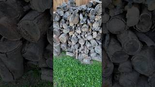 Dont Burn Hackberry Wood Inside prepper cityprepper firewood shtf tactical nerd [upl. by Trammel359]