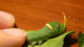 Tiger Swallowtail Caterpillar Defense [upl. by Eifos]