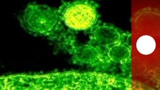 El nuevo coronavirus provoca la primera víctima en Francia [upl. by Seldun]