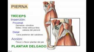 Miología de Miembro inferior parte n° 8 [upl. by Jessalyn]