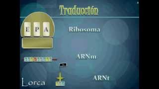 Ribosomas y el Proceso de la Traducción  Biología II SIAO 2012 [upl. by Krasner]