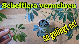 Schefflera vermehren Schefflera Ableger amp Stecklinge schneiden so gelingt Vermehrung Strahlenaralie [upl. by Chiles]